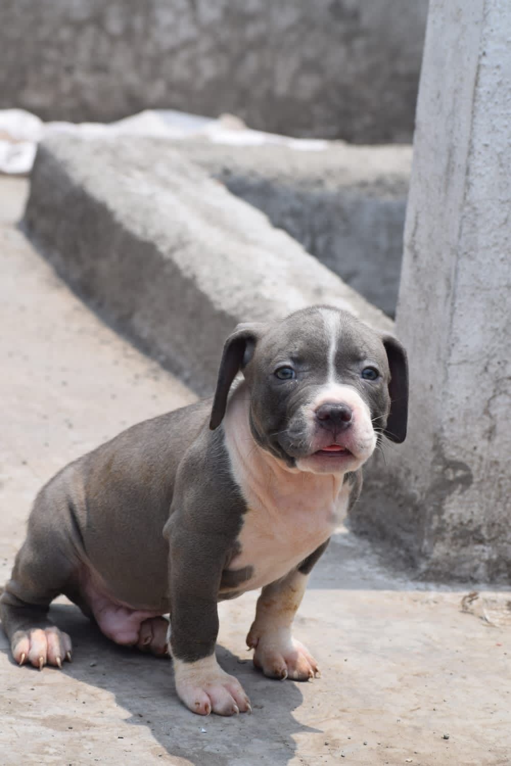 Order Female Pitbull  Puppy from Bangalore